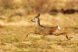 Caccia al capriolo in Umbria